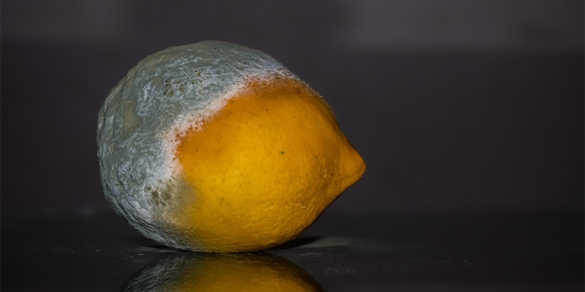Racket dei limoni: la mafia avvelenava il mercato agrumicolo nel Catanese